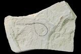 Cretaceous Soft-Bodied Worm Fossil - Hakel, Lebanon #162740-1